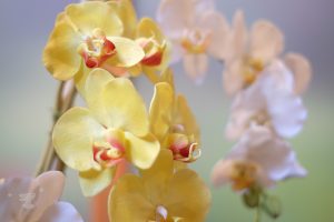 orchid flowers - ting fen zheng